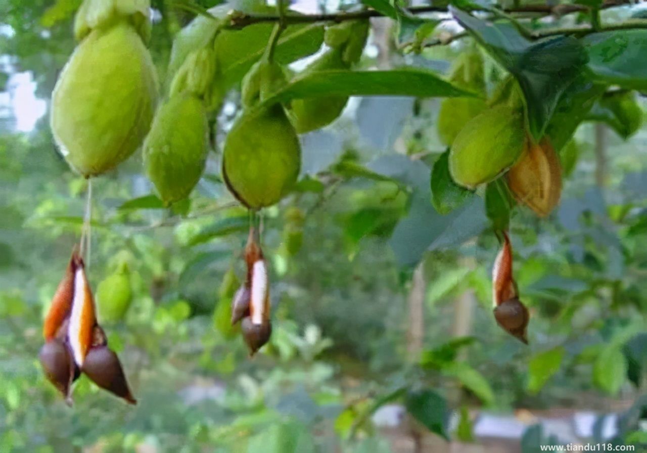 香港十大特產(chǎn)你吃過嗎？大灣網(wǎng)帶你來看看有哪些