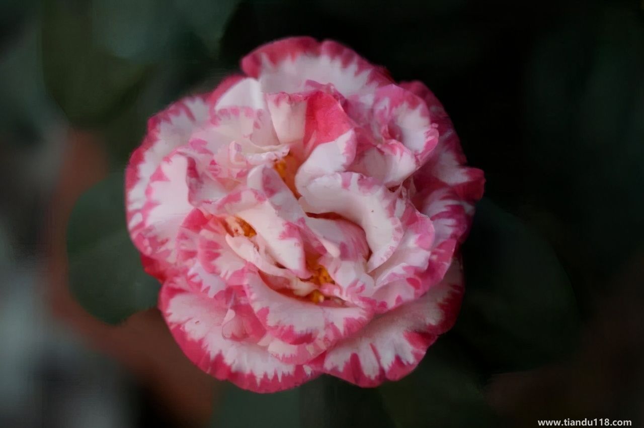 香港十大特產(chǎn)你吃過嗎？大灣網(wǎng)帶你來看看有哪些