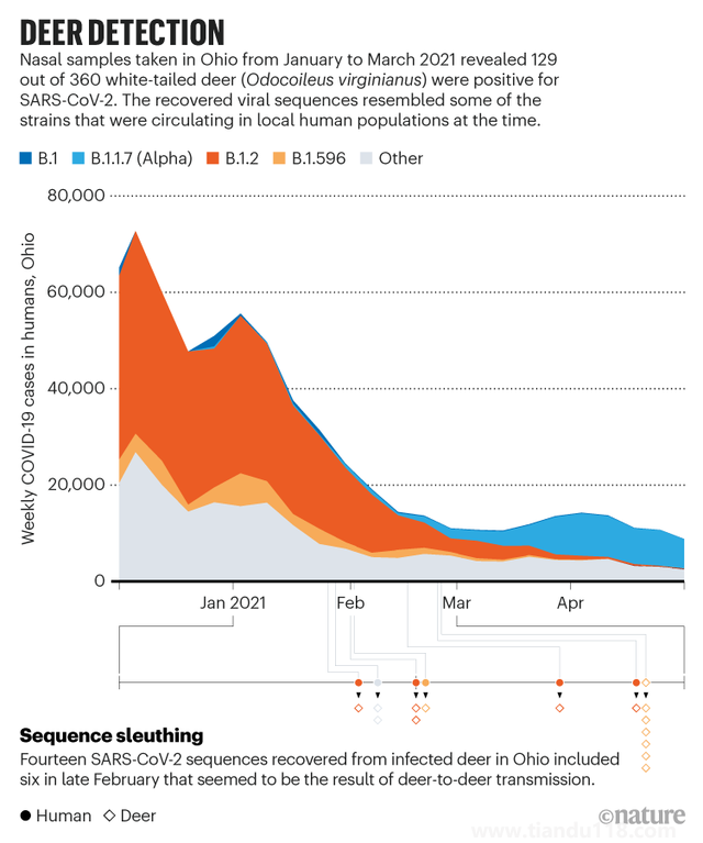 新冠在北美鹿群傳播 意味著什么 是否會(huì)重新傳染人(圖2)