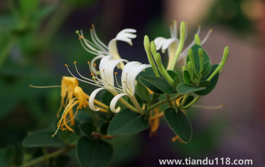 金銀花是蒸好還是不蒸好2