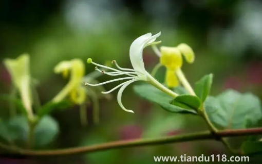 金銀花是蒸好還是不蒸好1