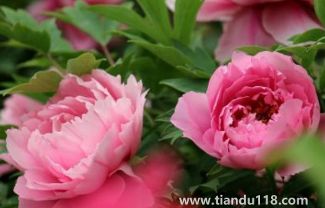 芍藥花骨朵幾天開花1