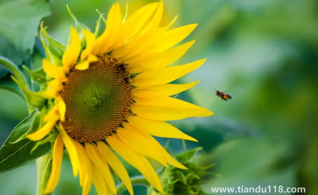 2022考送花一舉奪魁要幾朵向日葵1