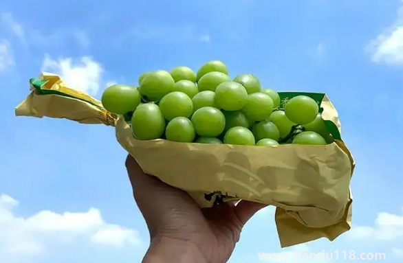 陽光玫瑰葡萄怎么辨別真假1