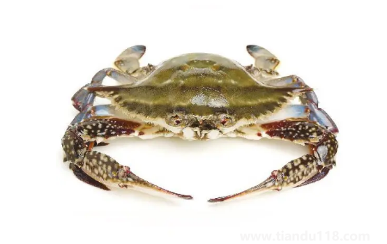 梭子蟹幾月份最便宜3