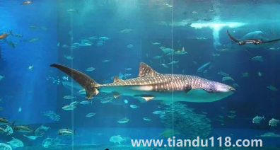 去海洋館穿藍色衣服好不好看2