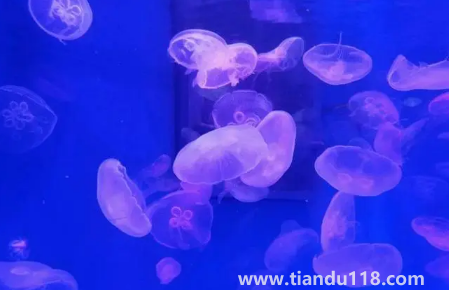 去海洋館穿藍色衣服好不好看3