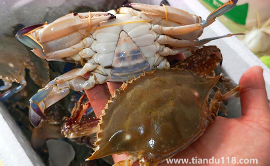 梭子蟹蒸10分鐘會(huì)不會(huì)有寄生蟲(chóng)3