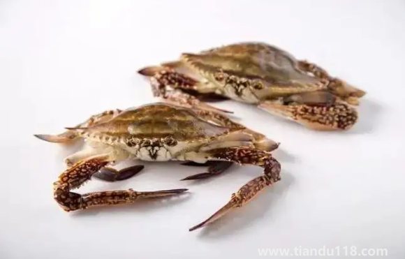 梭子蟹大的貴還是小的貴1