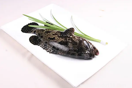 什么是深海魚(yú)都包括什么魚(yú)3