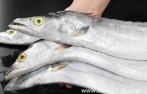 刀魚是淡水魚還是海魚2