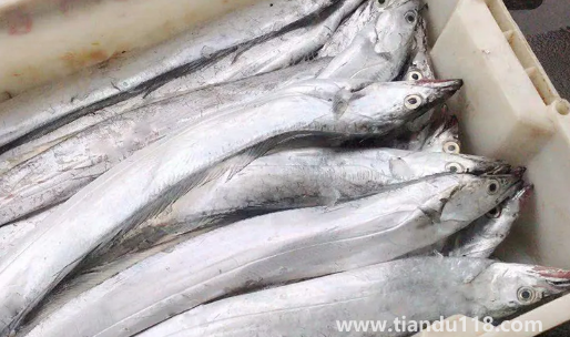 刀魚長什么樣子圖片2