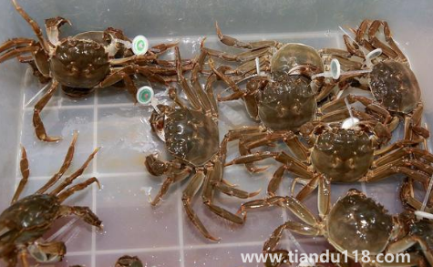 過(guò)水蟹到底是啥3