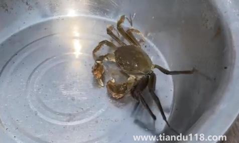 過(guò)水蟹到底是啥2