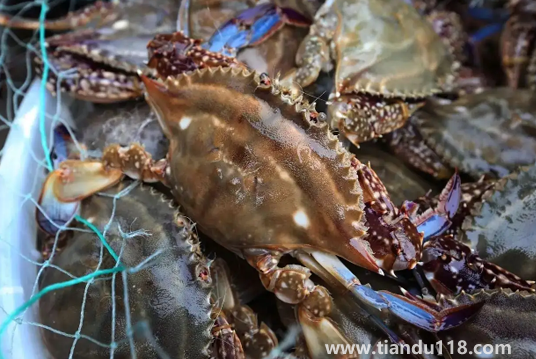 坐飛機(jī)可以帶梭子蟹嗎1