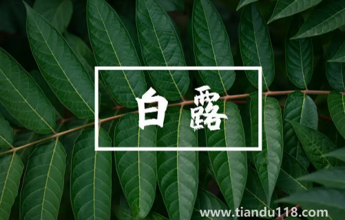 2022白露當(dāng)天出生好還是白露后出生好1