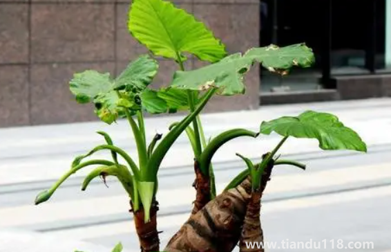 有小孩家庭適合放滴水觀音嗎1