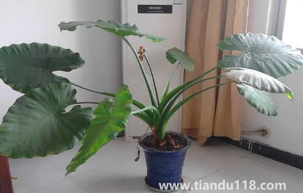 滴水觀(guān)音放家里能招財(cái)嗎1