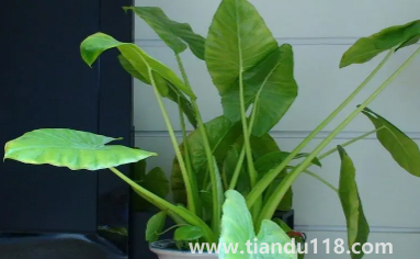 滴水觀(guān)音放家里能招財(cái)嗎3