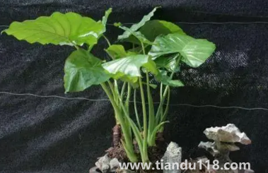 滴水觀(guān)音放家里能招財(cái)嗎2