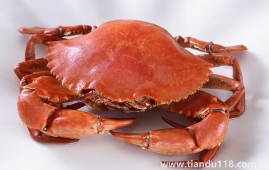 青蟹和梭子蟹哪個(gè)貴3