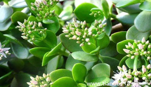 家里養(yǎng)玉樹對身體好嗎1