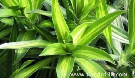 新房適合養(yǎng)什么綠植旺宅 1