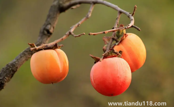 柿子和螃蟹間隔兩小時可以吃嗎3