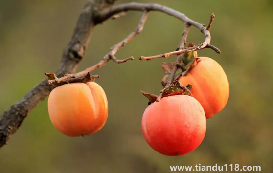 柿子和螃蟹一起吃會(huì)中毒嗎3