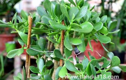 家里養(yǎng)玉樹放哪里好3