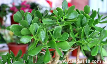 家里養(yǎng)玉樹放哪里好2