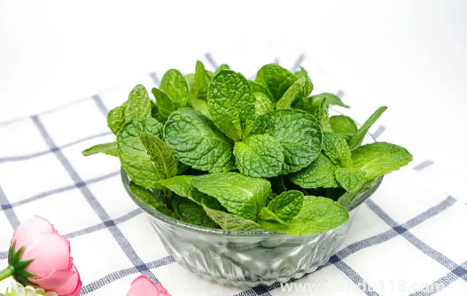 老鼠怕什么氣味一聞就跑1