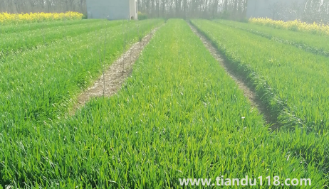 小麥是霜降之前種還是之后3