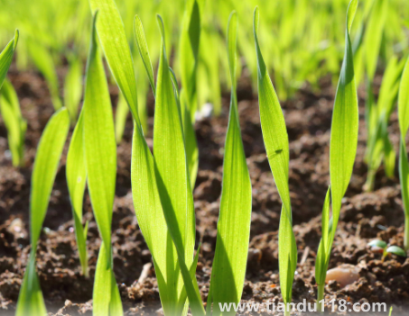 小麥是霜降之前種還是之后1