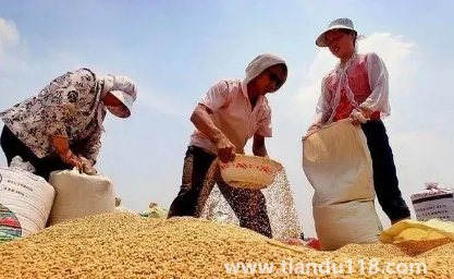 小麥是霜降之前種還是之后2