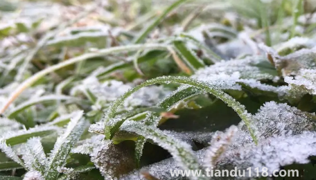 2022年霜凍會(huì)早來(lái)還是晚來(lái)1