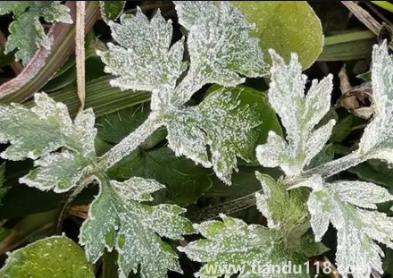 2022年霜凍會(huì)早來(lái)還是晚來(lái)3