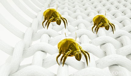 吹風(fēng)機(jī)能殺死螨蟲嗎2