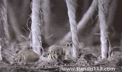 吹風(fēng)機能殺死螨蟲嗎（為什么要用吹風(fēng)機殺螨）