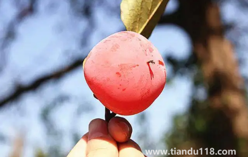 火葫蘆柿子和火晶柿子是一個品種嗎3