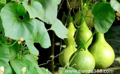 屬豬的能帶葫蘆嗎（家里最多掛幾個葫蘆）