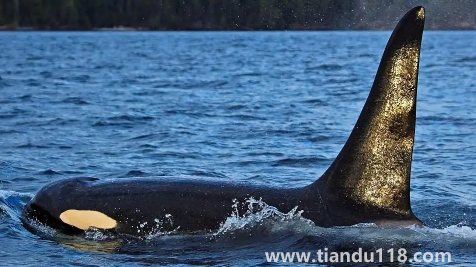 虎鯨為什么討厭海豚（野生虎鯨真的不攻擊人嗎）