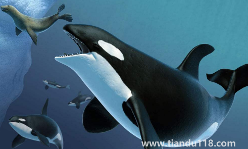 虎鯨為什么對人類友好最科學(xué)最權(quán)威解釋2