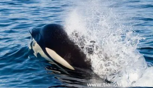 虎鯨為什么對人類友好最科學(xué)最權(quán)威解釋3