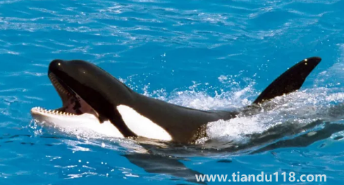 大白鯊真的打不過(guò)虎鯨嗎2