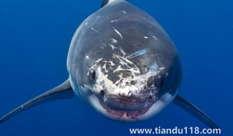 虎鯨說(shuō)臟話(huà)是真是假2