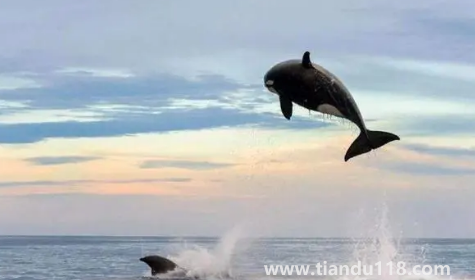 虎鯨會(huì)覺(jué)得人類可愛嗎2