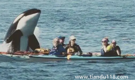 虎鯨會(huì)覺(jué)得人類可愛嗎3