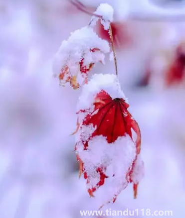 2022小雪過后就開始數(shù)九了嗎3