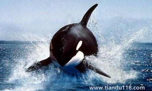 虎鯨受傷了向人類求助會(huì)怎么樣2